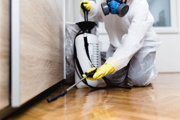 Best Ant Control Services  in Ferry Pass, FL