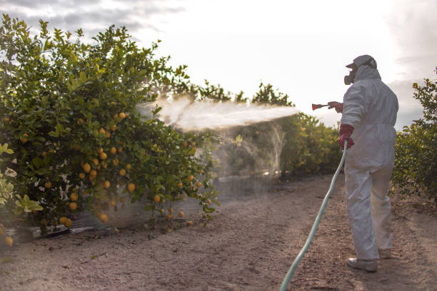 Best Affordable Pest Control Services  in Ferry Pass, FL