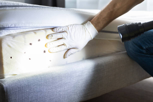 Best Flea Control Services  in Ferry Pass, FL
