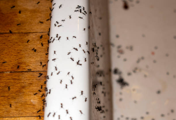 Best Wasp Removal Services  in Ferry Pass, FL