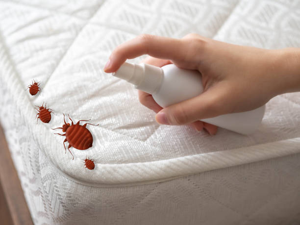 Best Affordable Pest Control Services  in Ferry Pass, FL