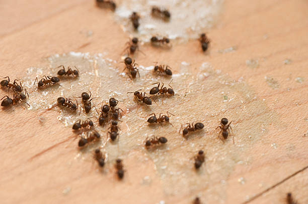 Best Bed Bug Extermination  in Ferry Pass, FL